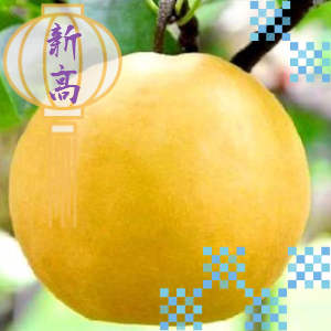 新高梨7Lサイズ（5kg）