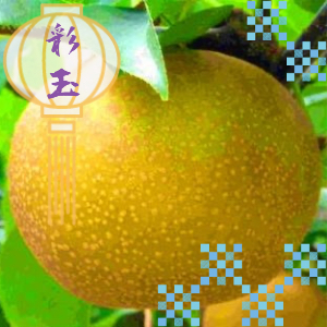 彩玉梨5Lサイズ（3kg）