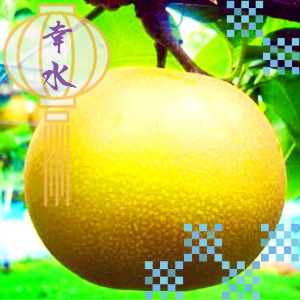 幸水梨3Lサイズ（3kg）
