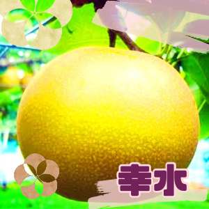 幸水梨3Lサイズ（5kg）