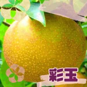 彩玉梨6Lサイズ（3kg）