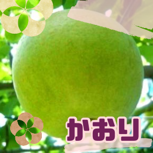 かおり梨おまかせ大玉サイズ（3kg）