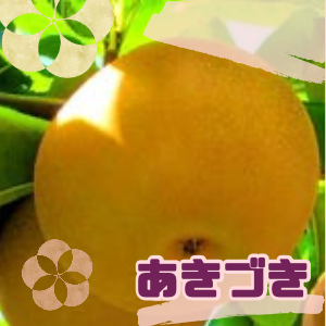 あきづき梨おまかせサイズ（3kg）