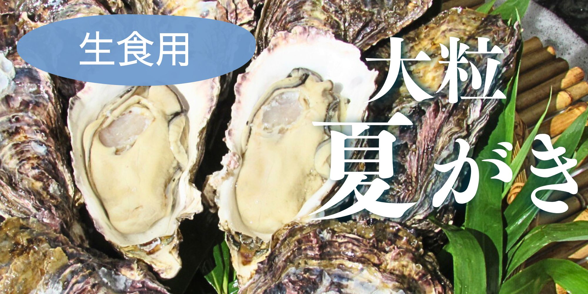 夏牡蠣