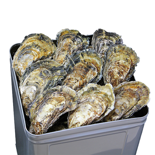 広島産 生牡蠣 殻付き 80個 一斗缶入り | 広島牡蠣専門店長船養殖場