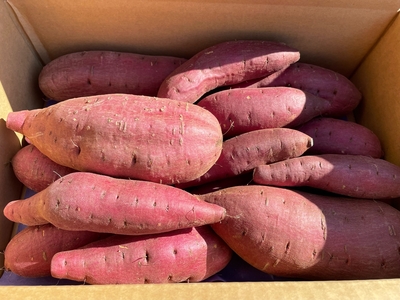 さつま芋　シルクスイート　5㎏箱 洗い　(S～2L、ミックスサイズ)