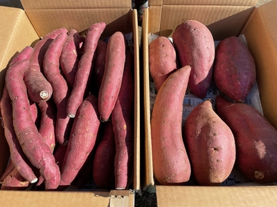 さつま芋　シルクスイート　規格外　5kg箱　洗い　(ミックスサイズ)