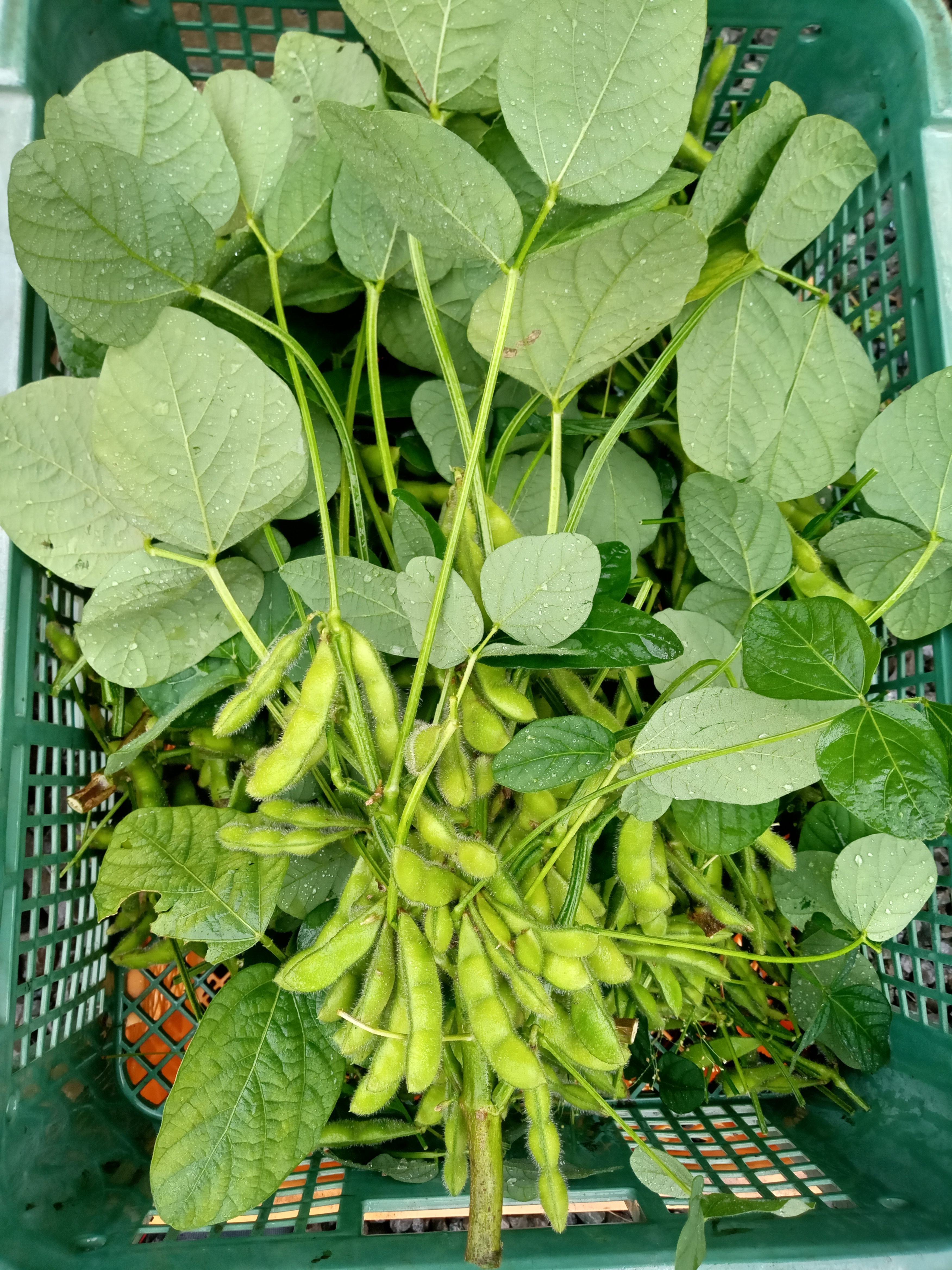 農薬 化学肥料 不使用 枝付きで新鮮 コクのある枝豆 250g 4パック 一曜菜園 ネットショップ