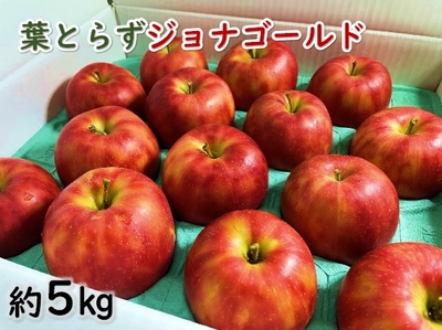 葉とらずジョナゴールド 約10ｋｇ 青森県産りんご テラフル