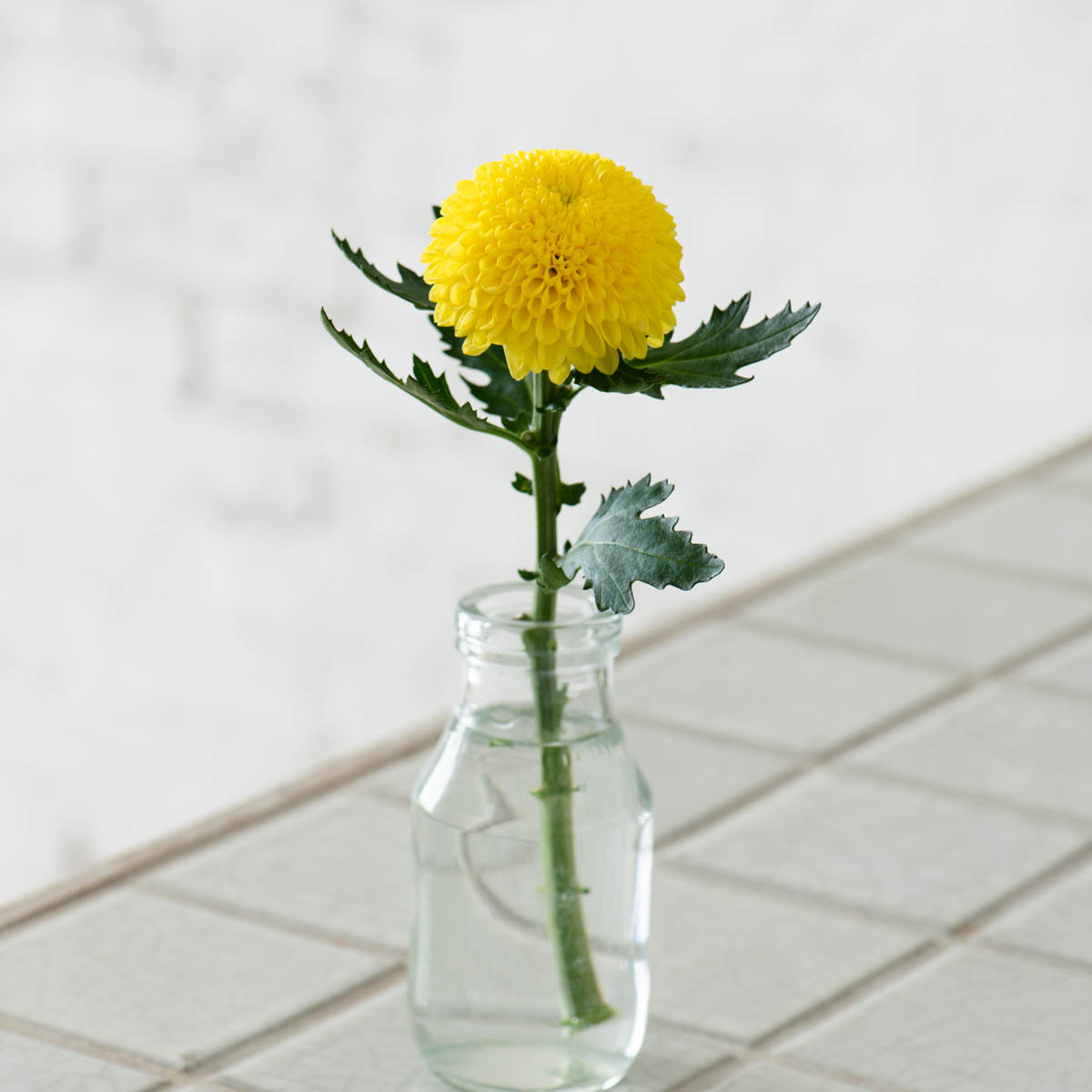 ボンボンイエロー ディスバッド マム大学オンラインストア