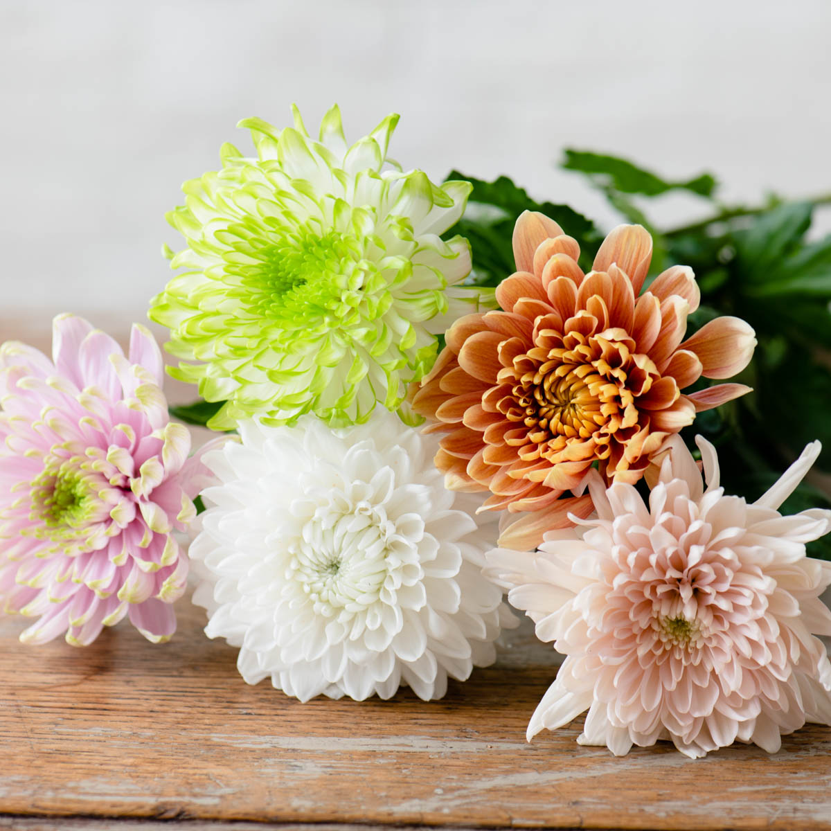 ✨美品　アンテプリマ　アンゴラハット　ブローチ付き　タグ有り　ホワイト ✨美品 アンテプリマ アンゴラハット ブローチ付き タグ有り ホワイト