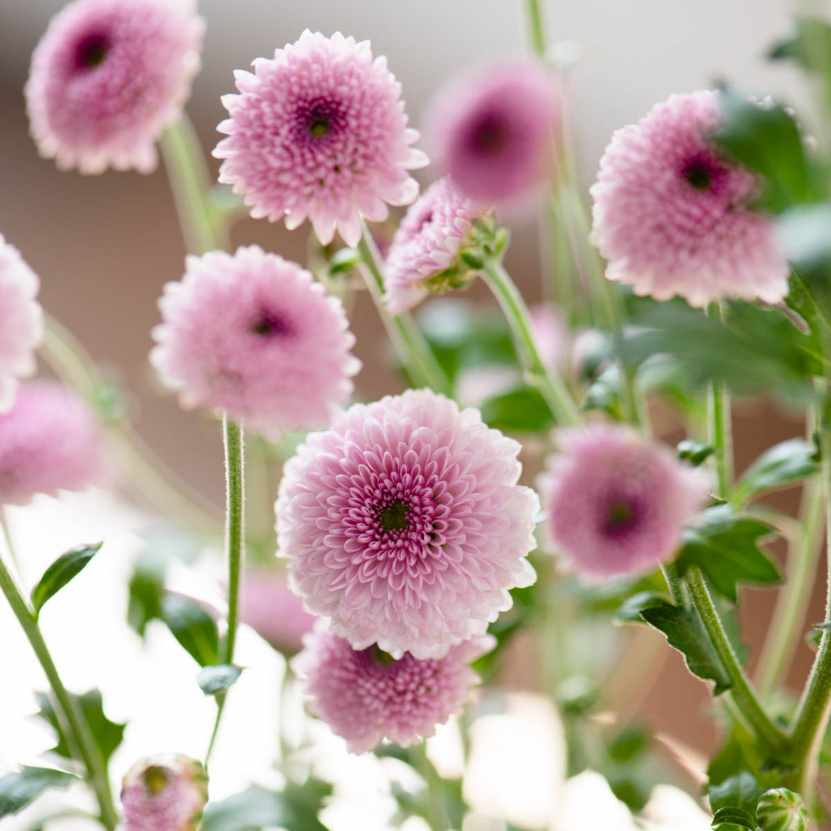 スプレーマム コサージュ 10本 1本100 280円 送料無料 マム大学オンラインストア