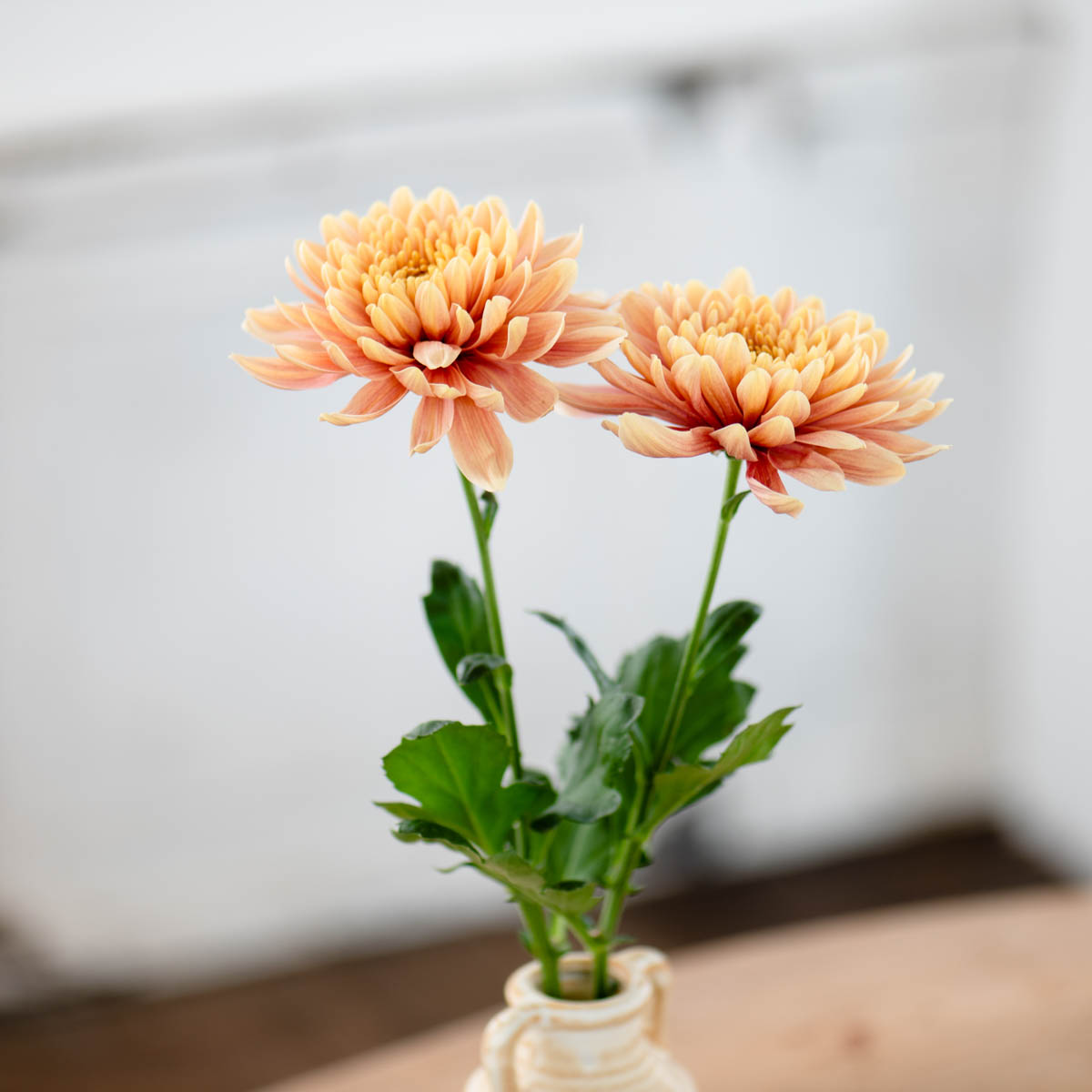 ディスバッドマム】エファサーモン/10本（1本145～325円）＊送料無料