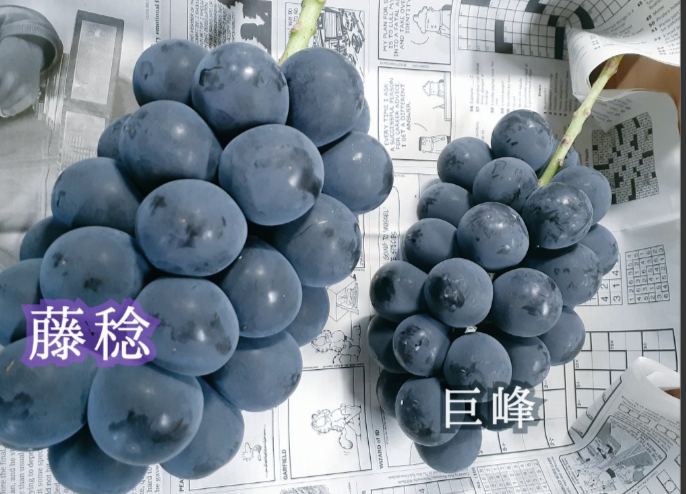 ももはるママ　藤稔2kg箱 2箱 楽天市場】藤稔 2kgの通販
