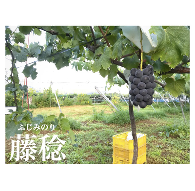 ももはるママ　藤稔2kg箱 2箱 楽天市場】藤稔 2kgの通販