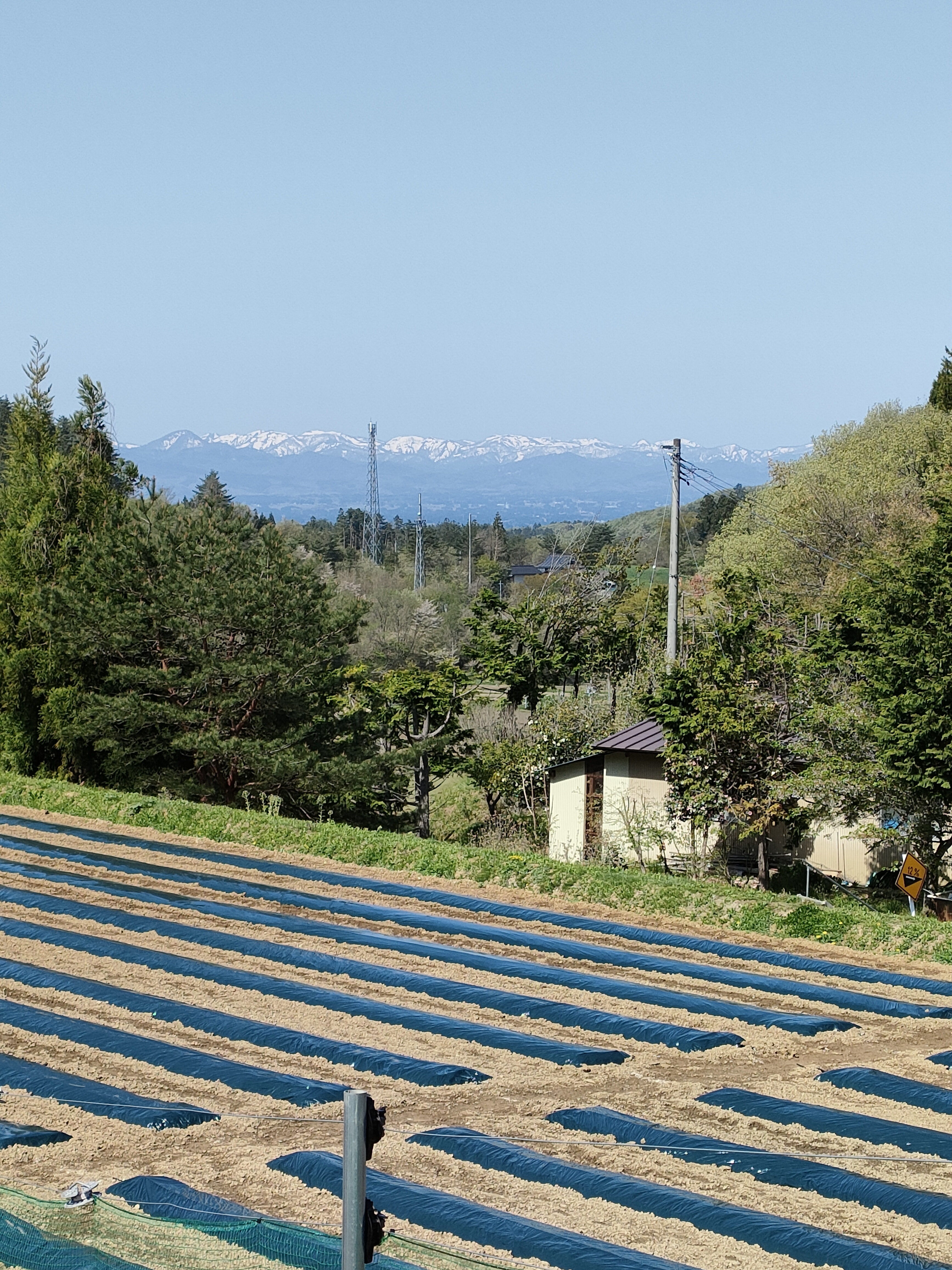 予約販売】大和ルージュ 5本｜指定日配達不可｜8月中旬〜9月末発送