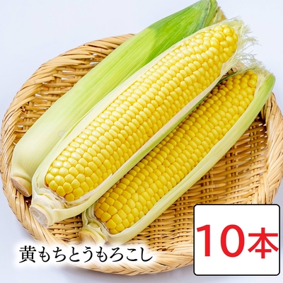 【予約販売】黄もちとうもろこし［国内在来種］ 10本｜指定日配達不可｜8月中頃〜9月中旬発送