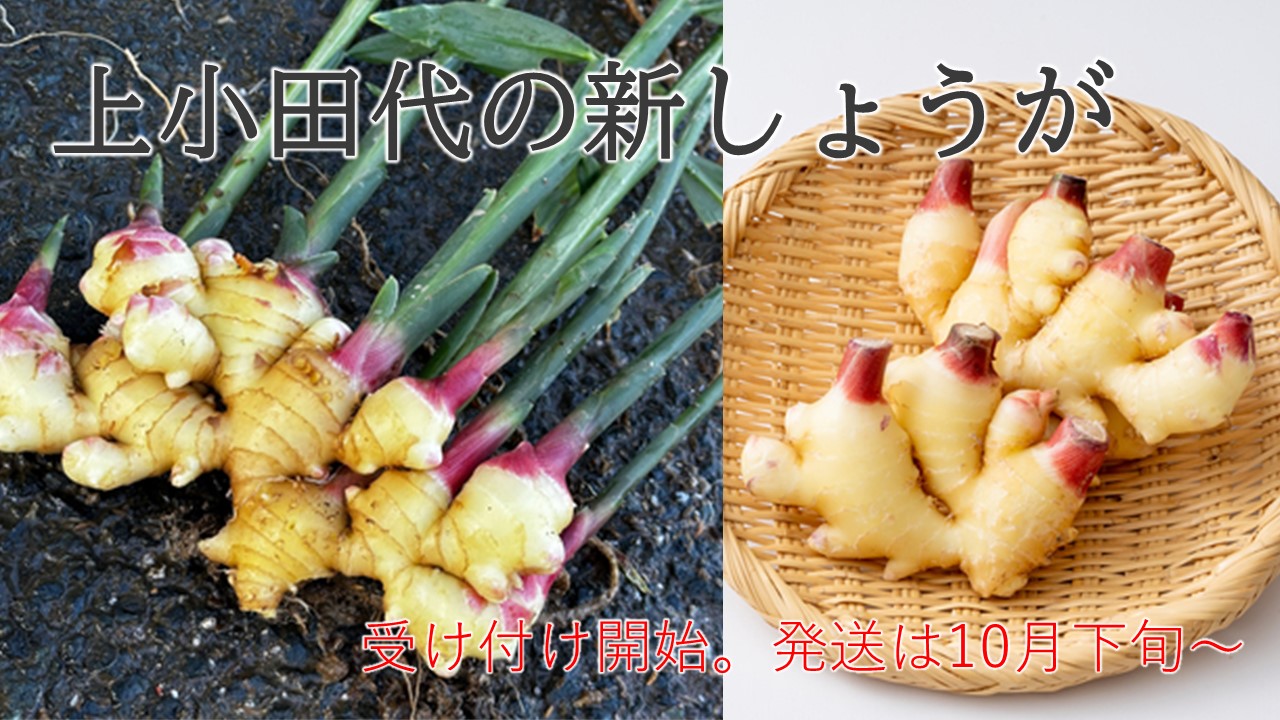 新生姜始まります!