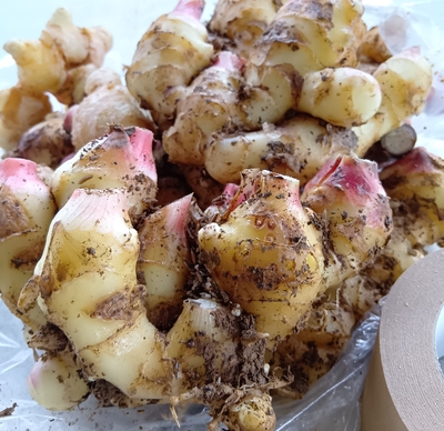 土付き　黄金生姜  新生姜【10月～11月限定】