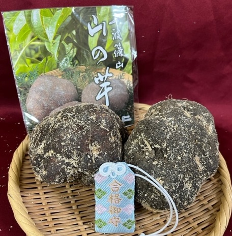 合格祈願・御守付き 丹波篠山山の芋 優品1㎏ | 特産館ささやまネット店