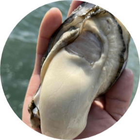 プリプリの牡蠣