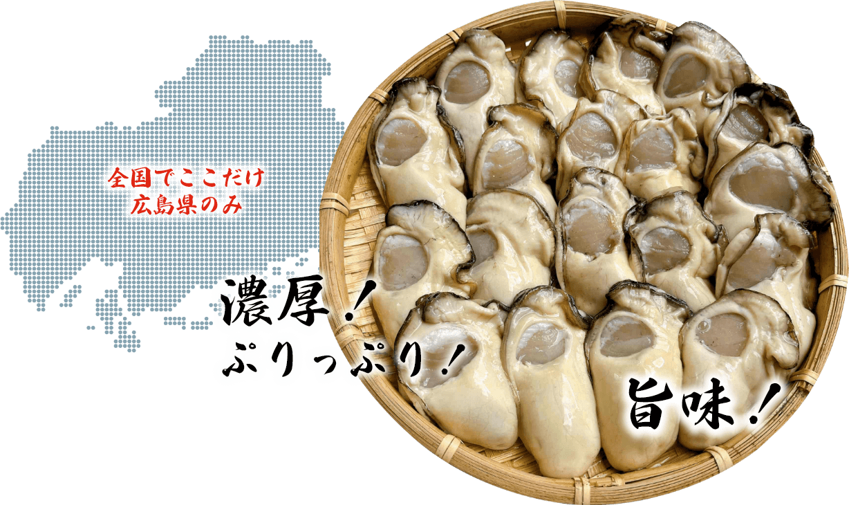 プレミアム牡蠣「かき小町」濃厚!ぷりっぷり!