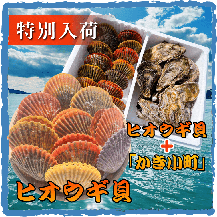 愛媛県産 ヒオウギ貝