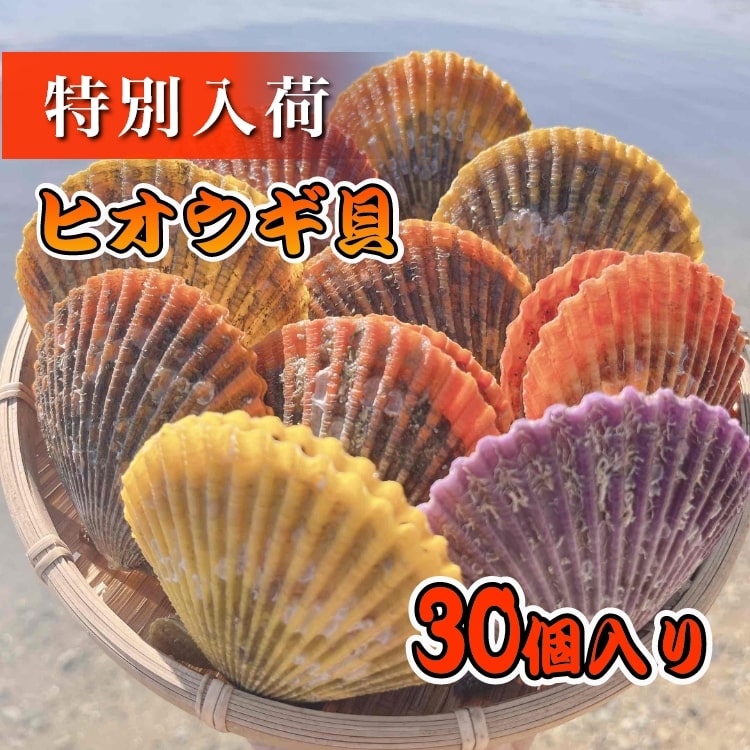 ヒオウギ貝　30個入り