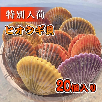 ヒオウギ貝　20個入り