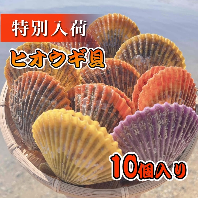 ヒオウギ貝　10個入り