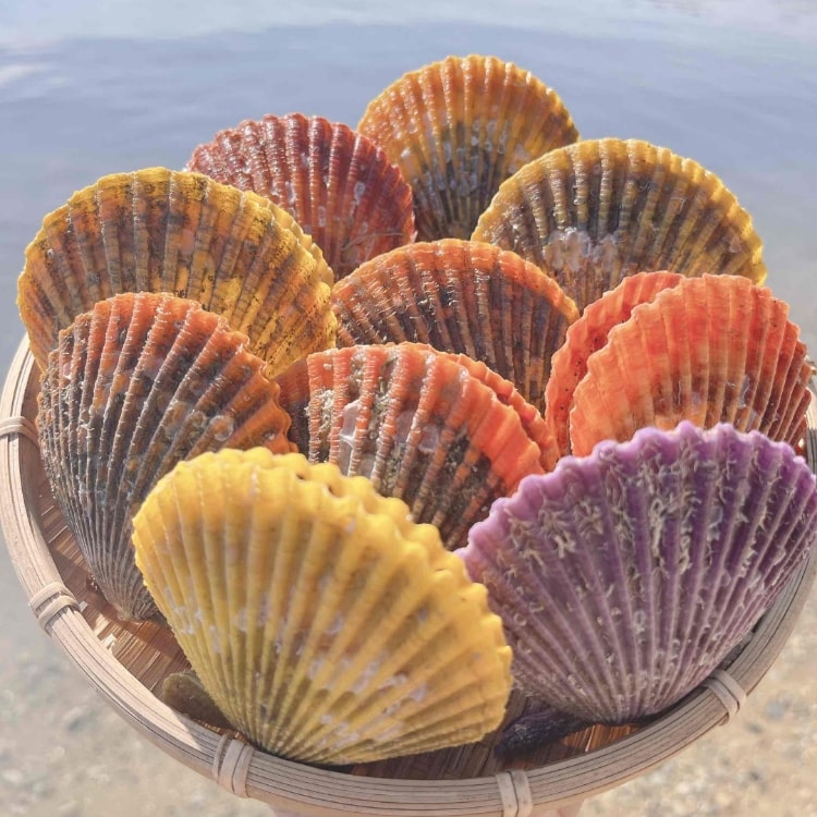 愛媛県産 ヒオウギ貝