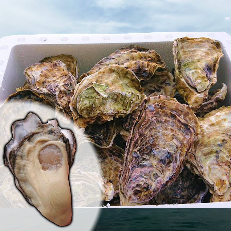 広島産ブランド牡蠣 本庄水産 かき小町Mサイズ10kg | 本庄水産
