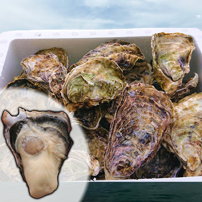 牡蠣　本体のみ 真牡蠣｜宮城県産『後藤水産の鳴瀬牡蠣』6個セット〜36個セット