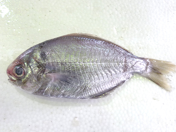 銚子港で水揚げされるお魚 銚子市漁業協同組合