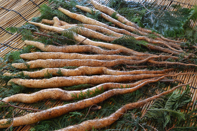 「自然薯」麦とろセット