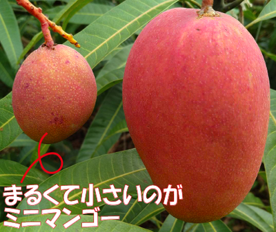 自然栽培ミニマンゴー ワケありB品（ご自宅向け） 約3kg クール