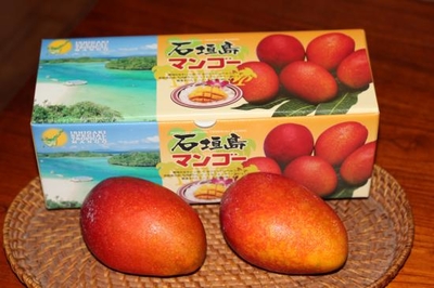 自然栽培　完熟A品マンゴー（アーウィン）1～ 2個入りで約0.7kg(700ｇ)　クール代、送料込み！