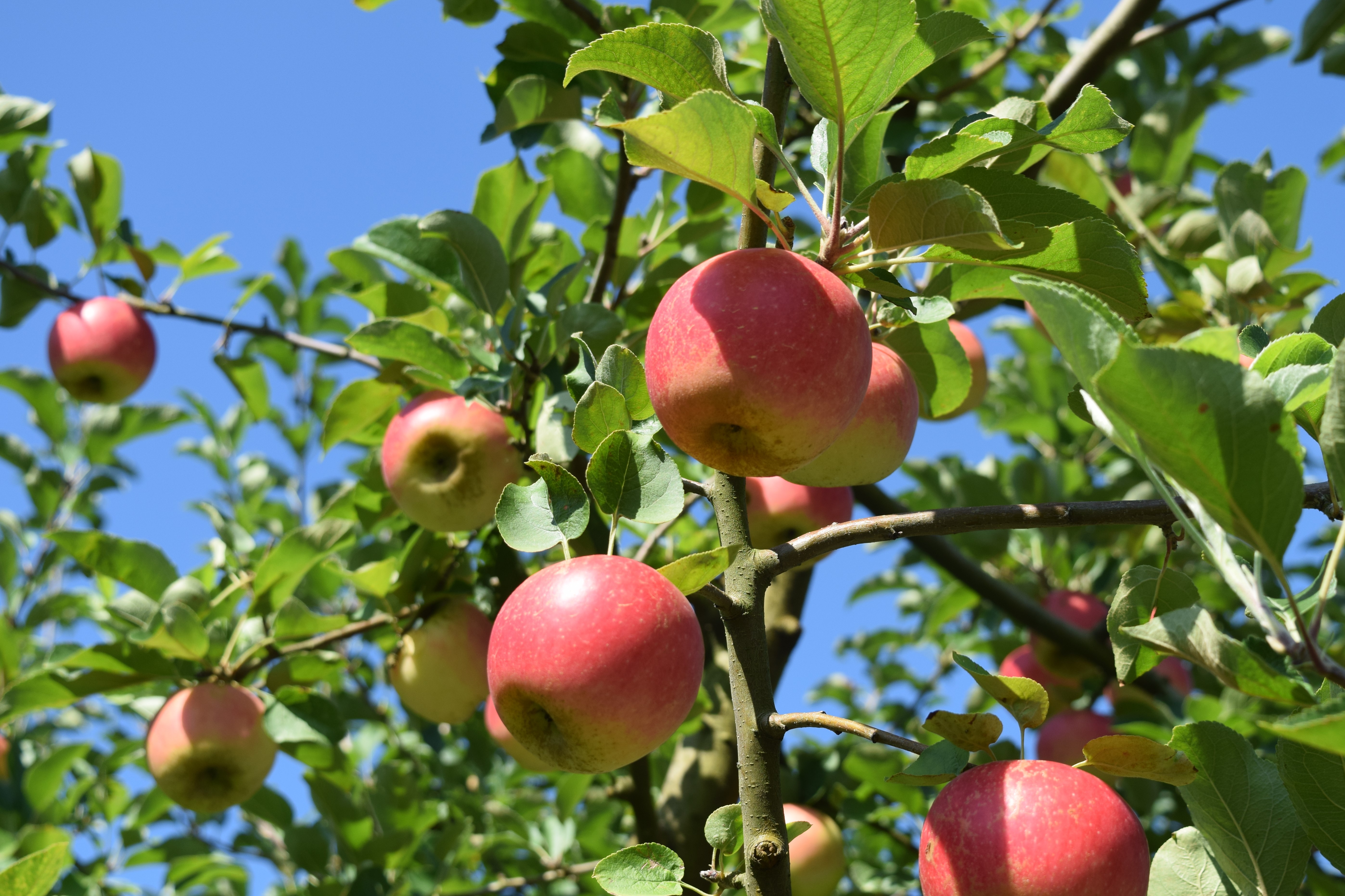 沼の上りんご園