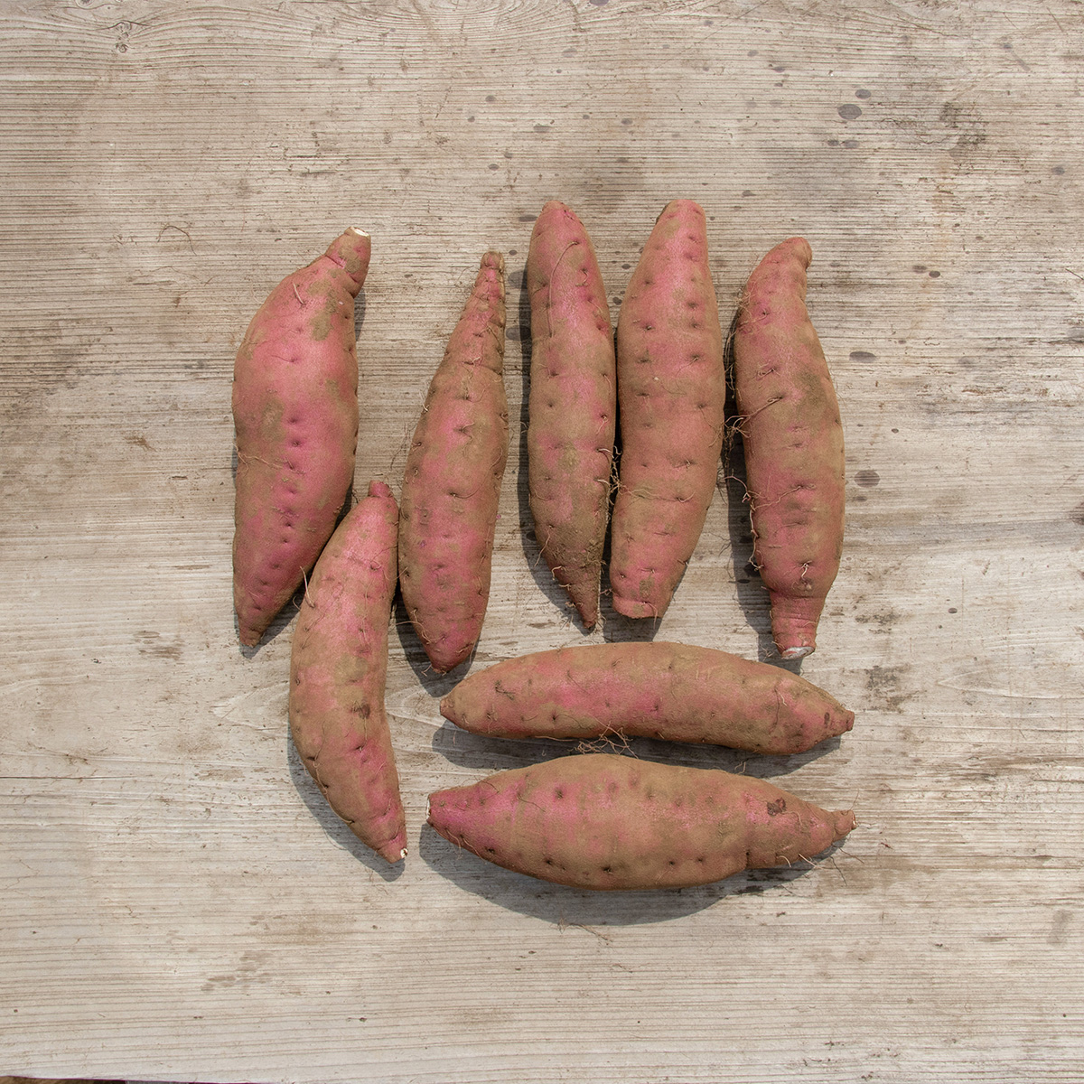 栗かぐや３００本シルク300本はるか300アズマ100 楽天市場】2箱で送料無料!栗かぐや3kg さつまいも!もっちりホクホク(栗