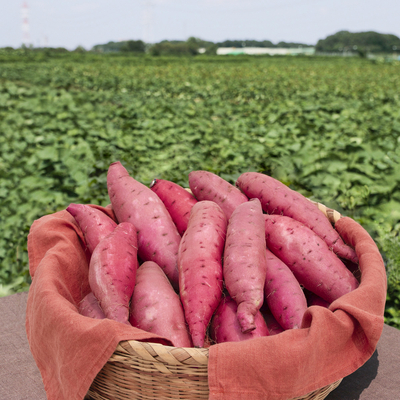 栗かぐや芋苗400ふくむらさき400 栗かぐや芋苗400ふくむらさき400 栗かぐや芋苗400ふくむらさき400