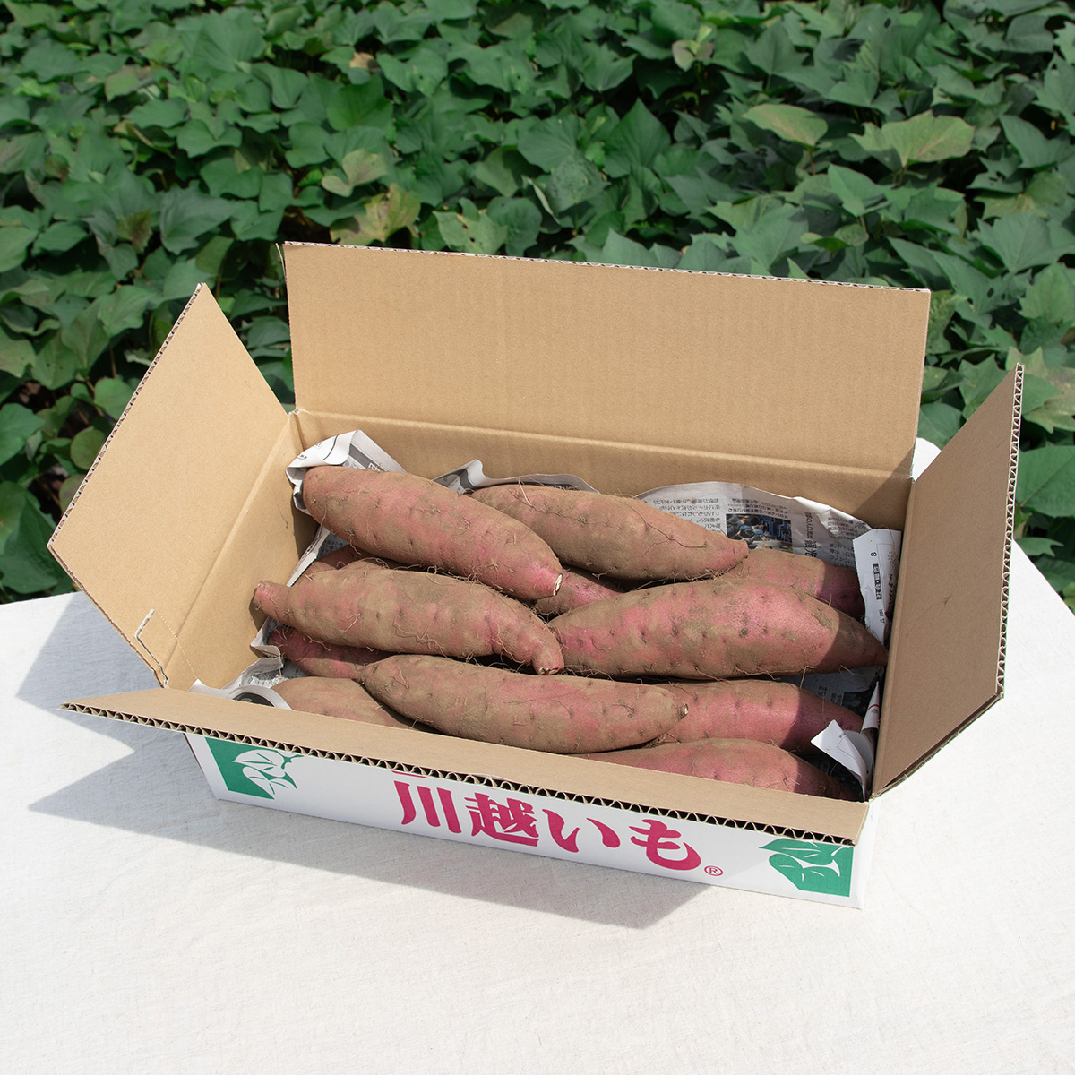 栗かぐや 5kg LM | むさし野自然農場