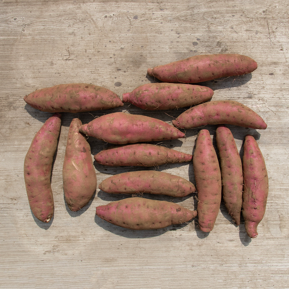 栗かぐや 5kg LM | むさし野自然農場