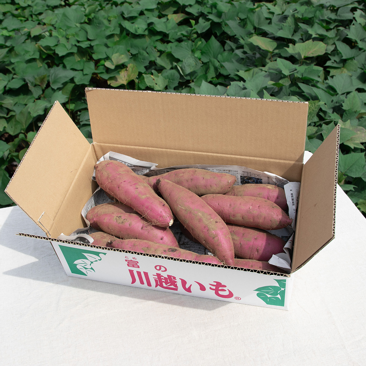 べにはるかセッコウ 5kg 【公式通販】