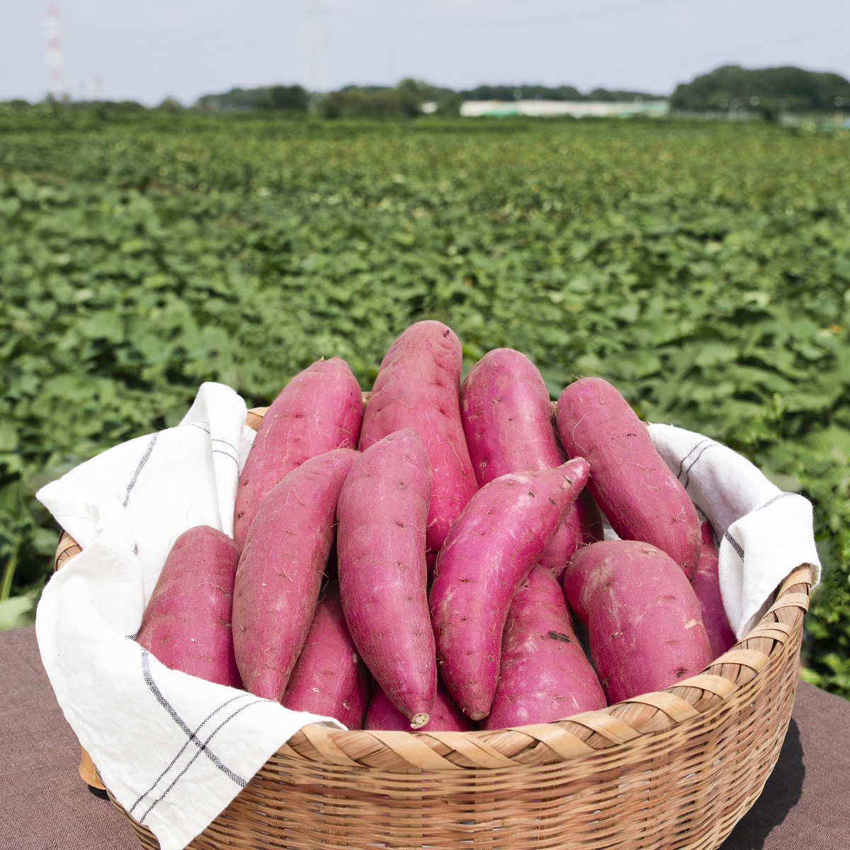 紅はるか 5kg L-S | むさし野自然農場
