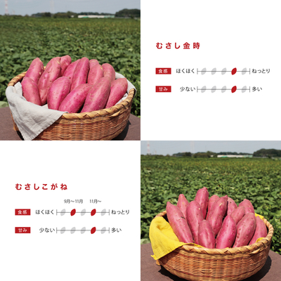 むさしこがね＋むさし金時　　5kg　LM