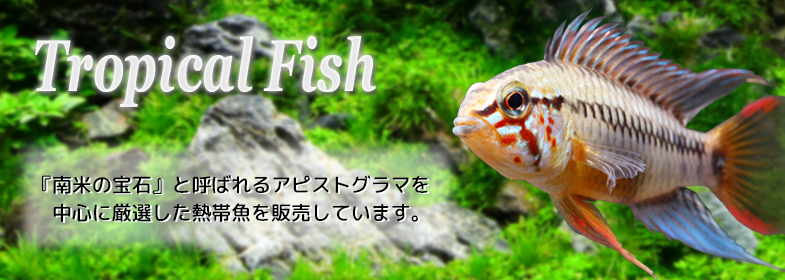 熱帯魚 熱帯魚