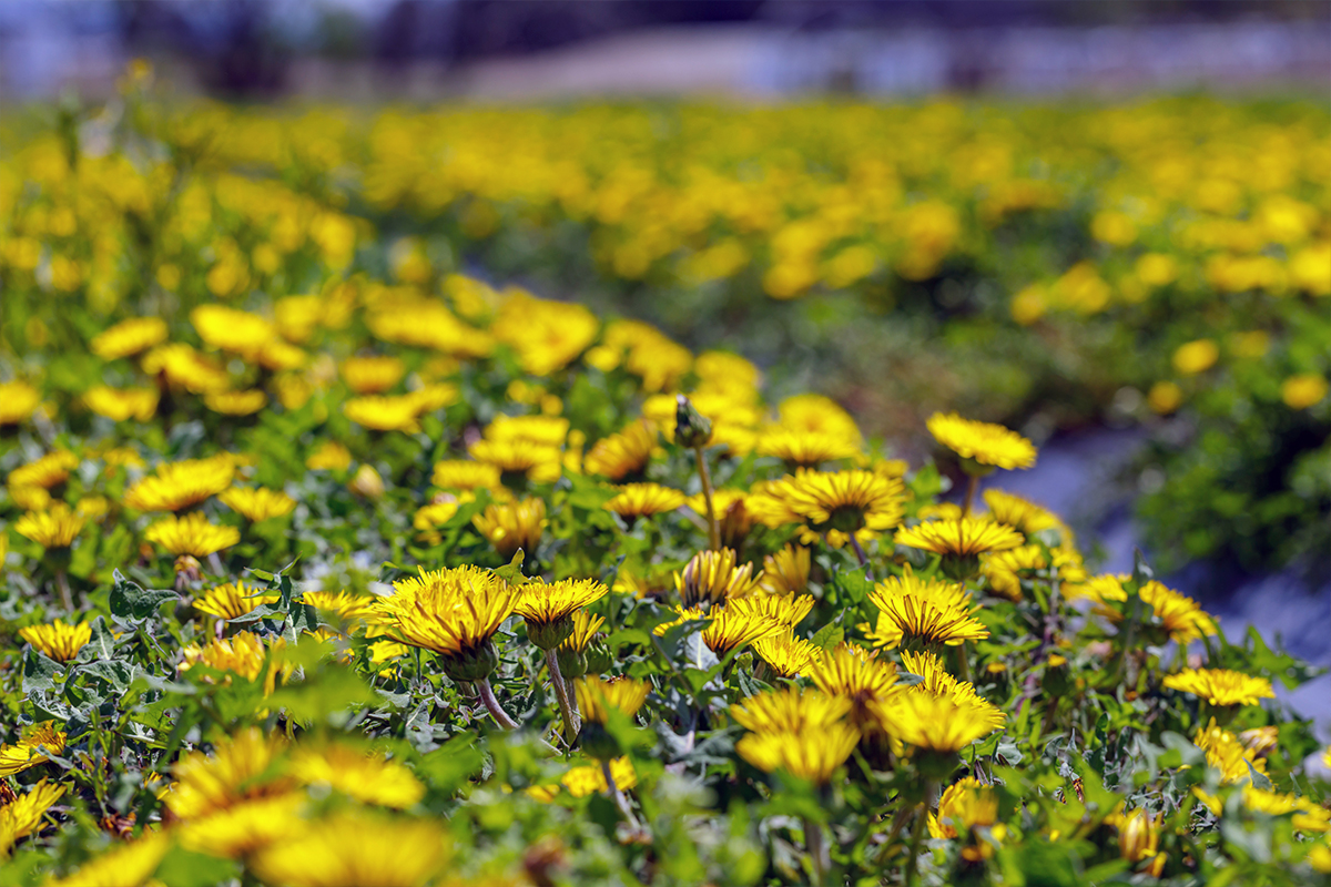 よしかタンポポパウンドケーキ | たんぽぽ博士のショップ