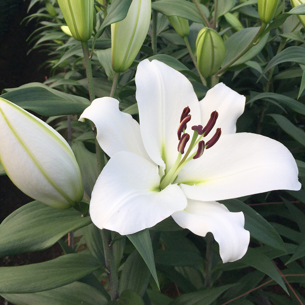 山本敬三農園 四万十ゆり（5本入り） | 美馬美味 MIMAUMA