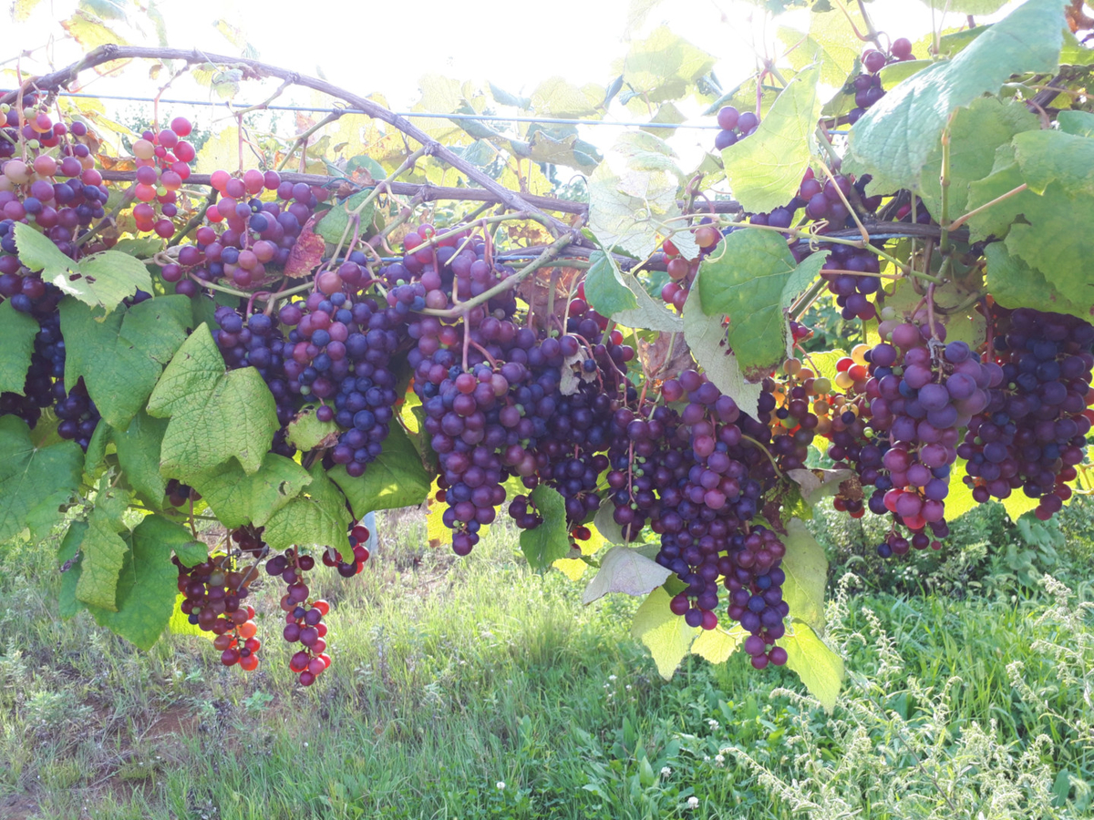 農薬 化学肥料不使用 ぶどう 2kg スチューベン もりもりファーム