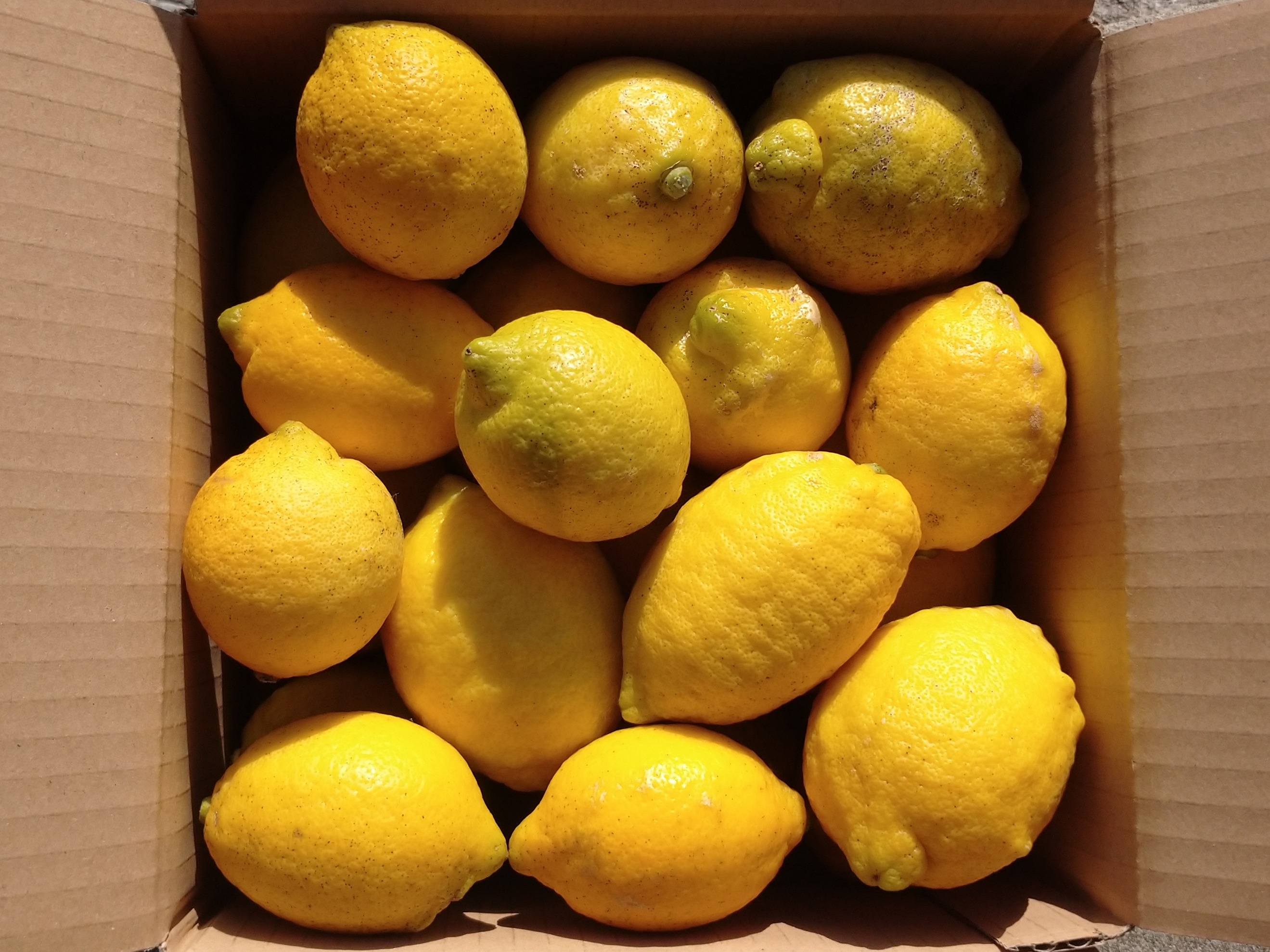 【ぴのぴの】農薬不使用レモン4Kg+1000ml6本+L・LL甘平6Kg レモン 4kg つばさ農園 先行予約 防腐剤 ・ ワックス 不使用